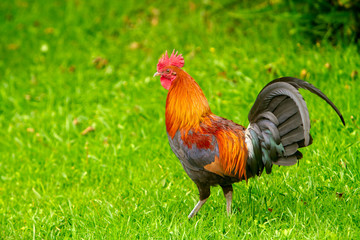 A rooster on Kauai, Hawaii.  The once tame chickens now inhabit much of the island of Kauai.
