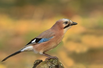 Eurasian jay sitting on the stump. (Garrulus glandarius)Bird in the nature habitat. Wildlife scene from nature.