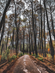 Obraz premium Road and the pine trees forest.