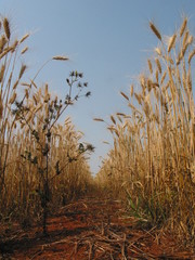TRIGO