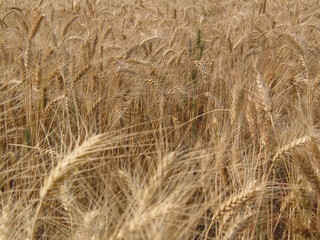 TRIGO