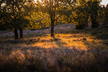 Trees in a countryside nature on a blossom heath meadow with golden colorful sunset summer light. Tree silhoulettes in the low sunlight. 