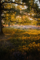 Trees in a countryside nature on a blossom heath meadow with golden colorful sunset summer light. Tree silhoulettes in the low sunlight. 