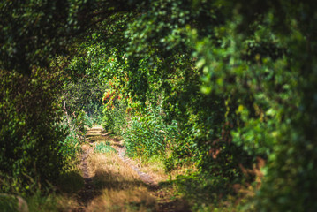 Obraz premium Wald weg