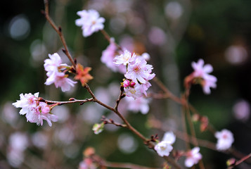 Beautuful japan sakura flowers. Close up flower photo. Natural beauty.