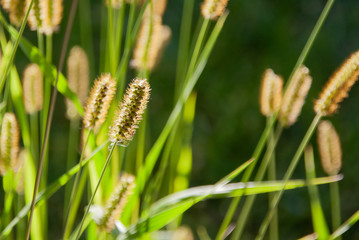 Background from stems of sunlit grass