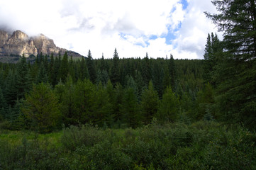 Forest at Castle Mountain