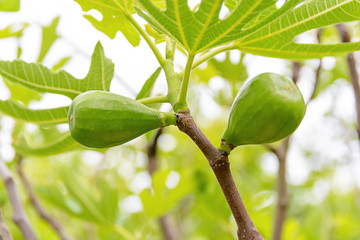 Green fig fruits growing on branches with bokeh background