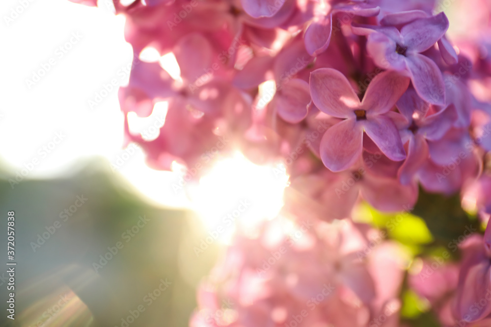 Wall mural Closeup view of beautiful blooming lilac shrub outdoors