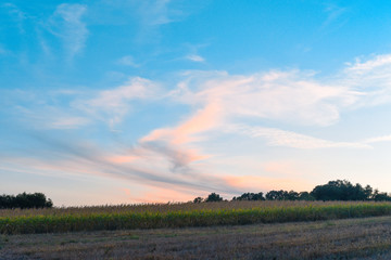 Green forest blue sky and part of argriculture field close