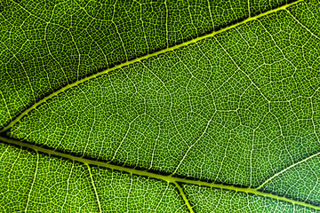 Vascular Tissue in a Leaf