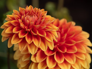 Dahlienblüte im Münsterland