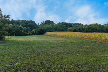 Fototapeta premium Green forest with blue sky and part of argriculture grass and corn field close