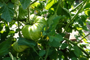 Close up fresh and delicious green zebra tomato. Green Zebra is a tomato cultivar with characteristic dark green and yellow stripes.