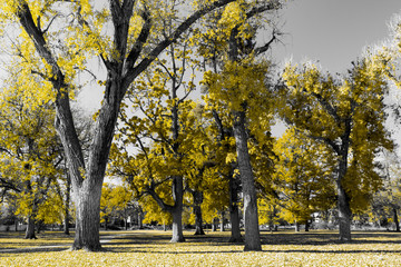 Naklejka premium Forest of colorful tall trees with golden yellow leaves in a black and white fall landscape