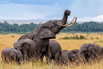 Poster Elephants taking a mud bath in the rain in Masai Mara National Reserve in Kenya © henk bogaard