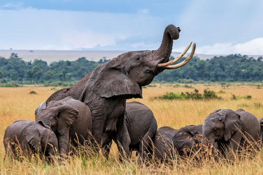 Elephants taking a mud bath in the rain in Masai Mara National Reserve in Kenya