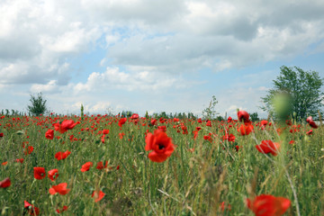 Beautiful red poppy flowers growing in field