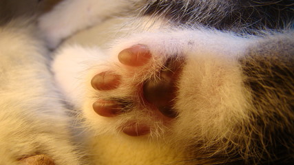 cat paw | cat paws |The foot of the kitten - footprint
