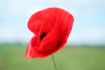 Beautiful red poppy flower growing in field, closeup