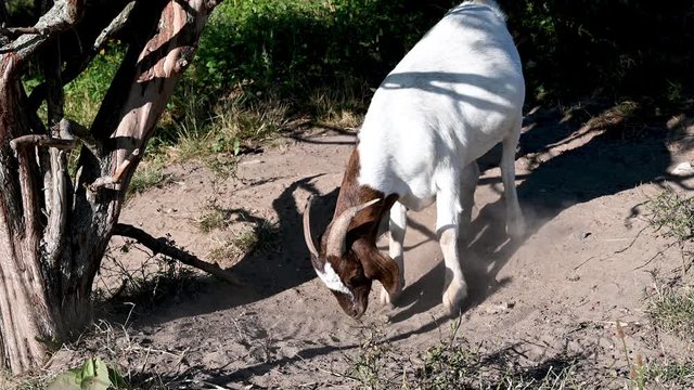 Male goat scratching the ground