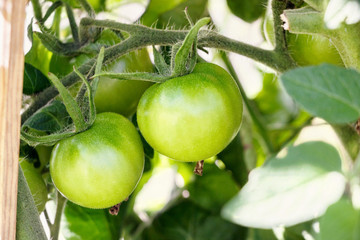 organic tomato growing on branch in home garden