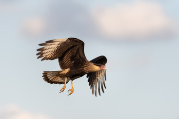 Gavião carcará (Caracara plancus) voando