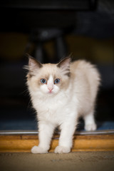 two month old Ragdoll kitten at home