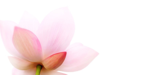 Obraz na płótnie Canvas Closeup on lotus petal, Selective focus Lotus flower on white background. Shallow Dof.
