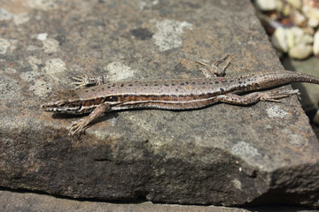 Podarcis muralis (Podarcis muralis)