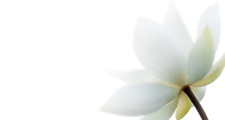 Fototapeta na wymiar Closeup on lotus petal, Selective focus Lotus white flower on white background. Shallow Dof.