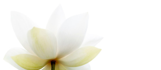 Closeup on  lotus petal, Selective focus Lotus white flower on white background. Shallow Dof.