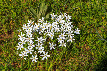 Fototapeta premium spring flowers in the grass