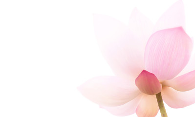 Fototapeta na wymiar Closeup on lotus petal, Selective focus Lotus flower on white background. Shallow Dof.