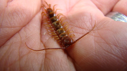 a hand holding a centipede
Centipede on a white background.
Centipede | Close up 
Super macro centipede.
Insect, insects, bugs, bug, animal, animals, wildlife, woods, forest, wild nature, park, garden