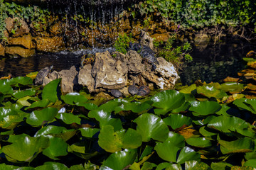 Top view of water lilies with white flowers in a pond in summer.