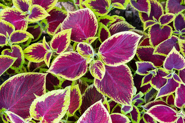 Coleus flower foliage background