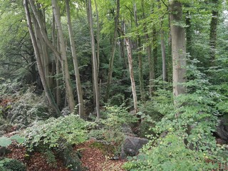 forest in spring