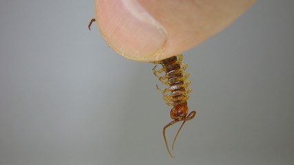 Centipede on a white background.
a hand holding a centipede
Centipede | Close up 
Super macro centipede.
Insect, insects, bugs, bug, animal, animals, wildlife, woods, forest, wild nature, park, garden