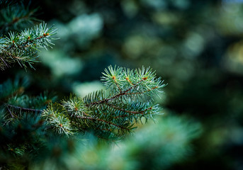 Green blue prickly branches of a evergreen fir tree. Blue spruce, green spruce or Colorado spruce. Christmas background. Selective focus.