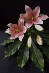 Naklejka na ściany i meble Background with pink lily flower, Lilium bulbiferum 