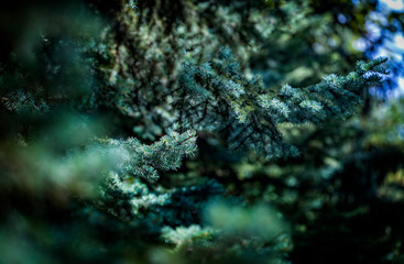 Green blue prickly branches of a evergreen fir tree. Blue spruce, green spruce or Colorado spruce. Christmas background. Selective focus.
