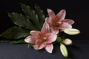Background with pink lily flower, Lilium bulbiferum	