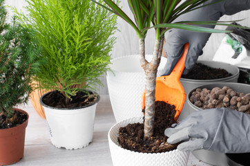 Woman's hands transplanting plant a into a new pot.