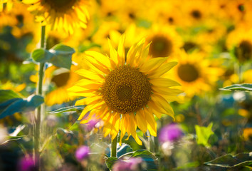 Close up of big beautiful yellow flower of sunflower on the agricultural field.