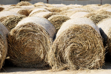 Hay bales are stacked in large stacks on an unknown riding centre