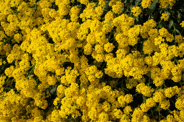 Gelber Blumenteppich