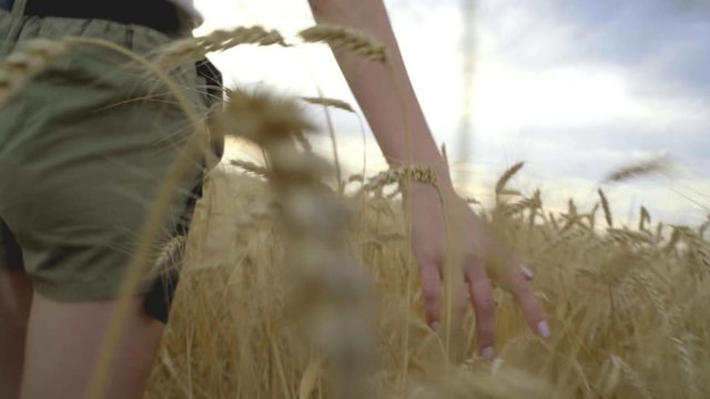 A young girl walks through a wheat field and touches the wheat with her hands.