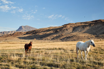 A horse looks up from grazing in Montana