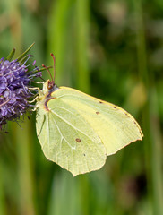 yellow butterfly on a purple flower.Macro on a green background